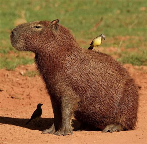 capybara wildest