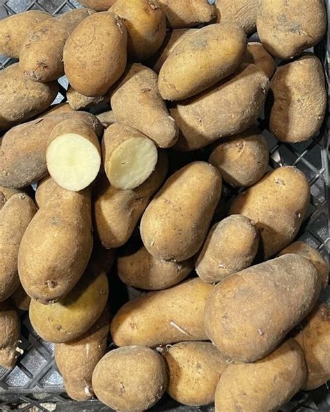 Картофель семенной (посадочный) Тирас. Ультраранний, 1 репродукция 1 кг ...