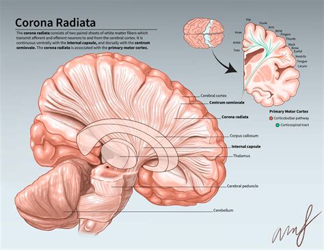 corona radiata ashlyn fieldhouse