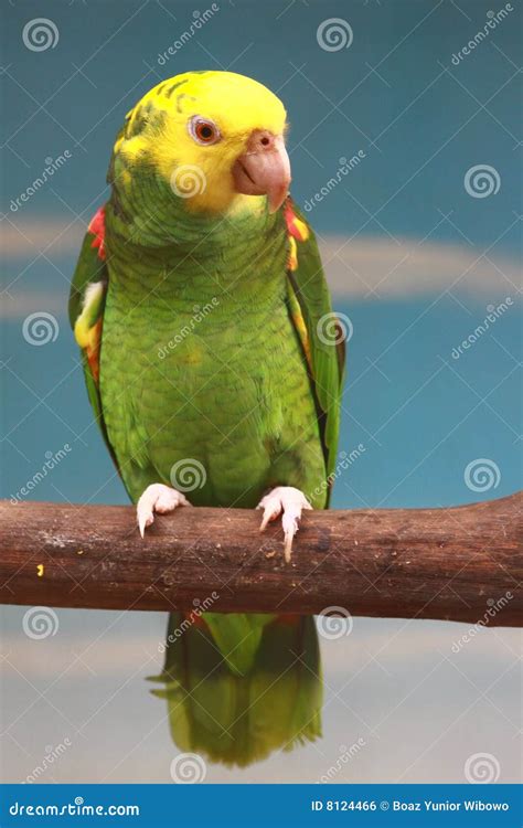 Papagaio Amarelo E Verde - Papagaio Amarelo E Verde - NAZAEDU