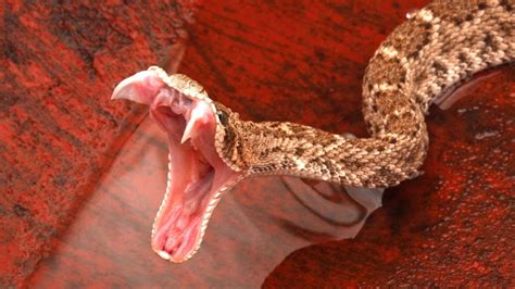 animal snake bites