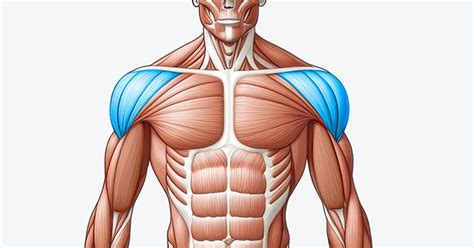 seated shoulder circles video exercise guide trainest