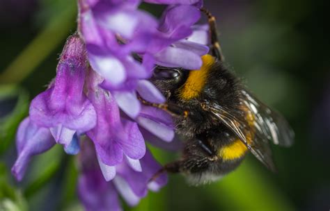 Kostenlose foto : Makro, Hummel, Blume, Biene, Honigbiene, Nektar