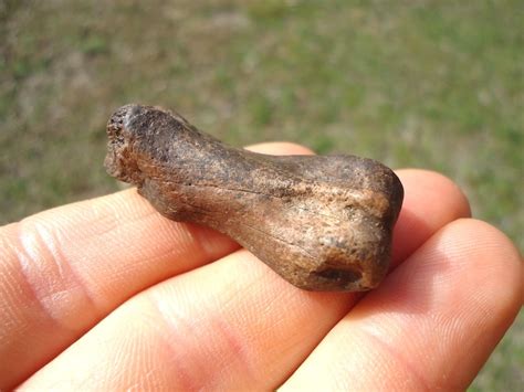 Choice Extinct Armadillo Metapodial | Xenarthra | FOSSILS | Prehistoric ...