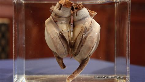 Latin American Inventions That Changed the World Forever ...