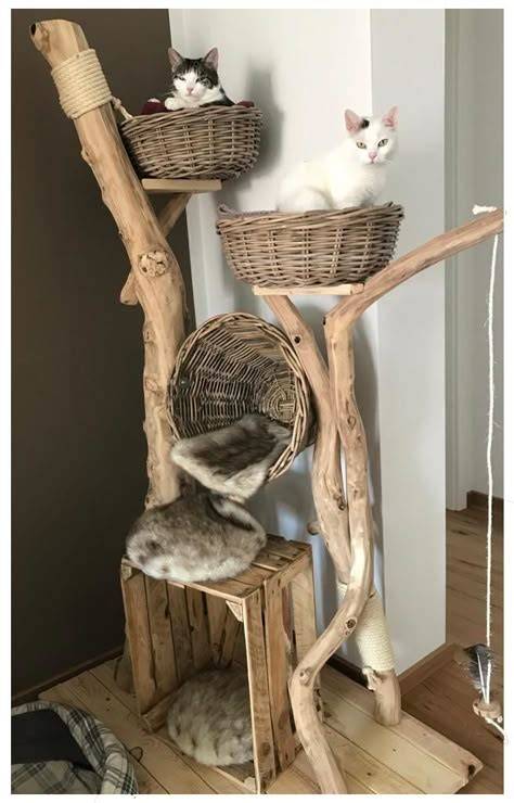 16 idées de Chat | chat, chat diy, arbre à chat diy