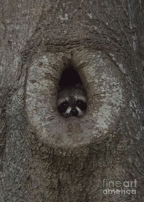 Raccoon in his Tree Hole Photograph by D Wallace | Fine Art America