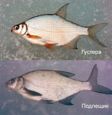 🚩 Густера, лещ и подлещик: в чем разница их внешнего вида