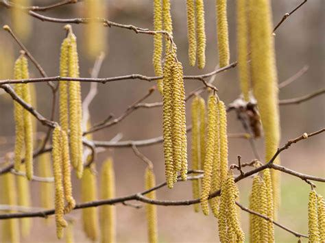 alder red tree 7