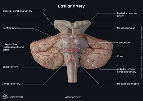 basilar artery   branches anatomyapp