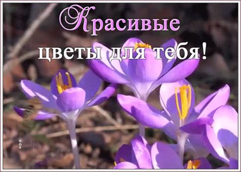 Открытка цветочки самой прекрасной женщине | Открытки Онлайн