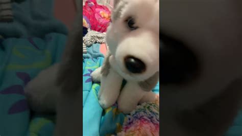 New huskie - YouTube