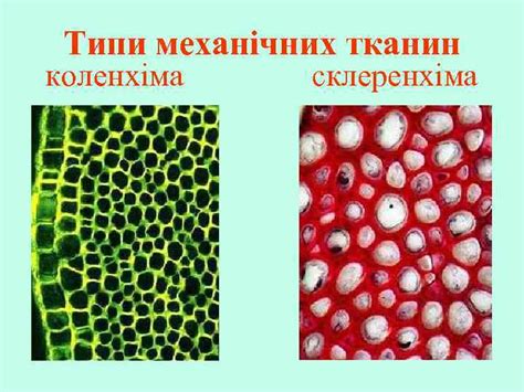 РОСЛИННІ ТКАНИНИ ПОКРИВНІ