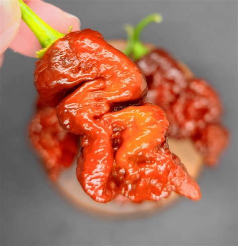 Bismarck Long – PepperMerchant.net