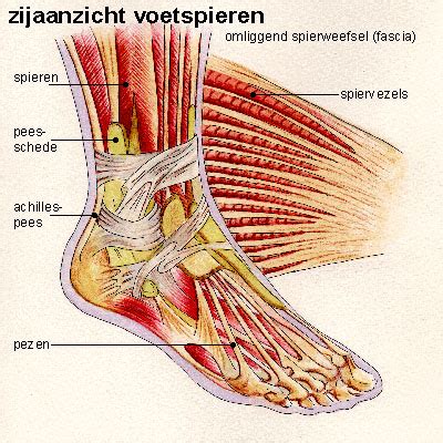 spieren van de onderste ledematen skelet menselijk lichaam