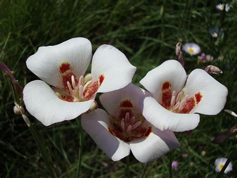 calochortus superbus north american rock garden society