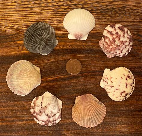 Seven Select Medium-large Scallop Shells - Etsy