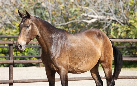Buckskin Andalusian Horses