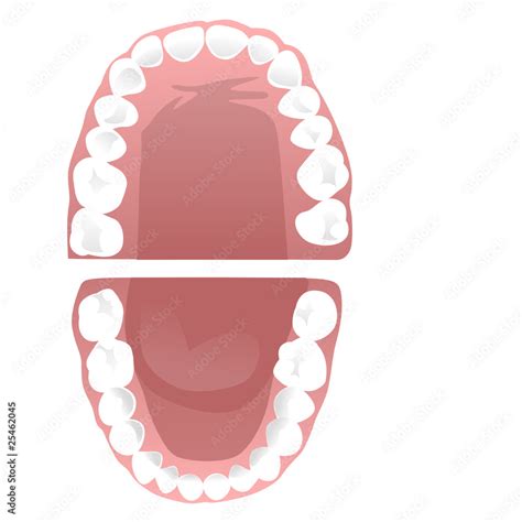 teeth vector stock vector adobe stock