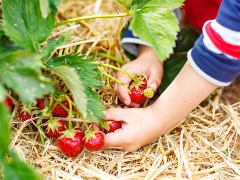 Strawberry Picking in NJ the Kids Will Love