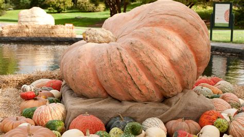 dallas arboretum and botanical garden pumpkin patch 2