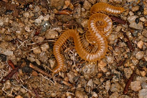 Himantariidae from Sjunik', Armenia on November 27, 2022 at 05:15 PM by ...