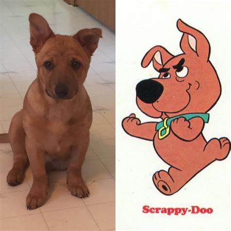Scrappy Doo