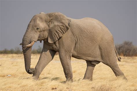 african bush elephant wikipedia