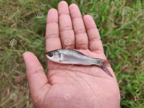 rohu fish seed  rs piece bowbazar kolkata id