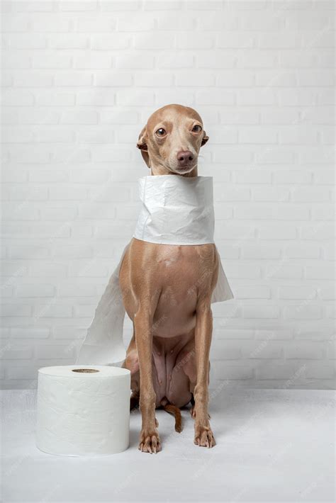Premium Photo | Italian greyhound dog playing with toilet paper rolls