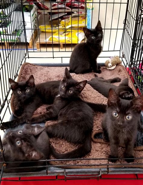 ANIMAL SERVICES AND ASSISTANCE PROGRAMS, INC. - Ebony Kittens sure are