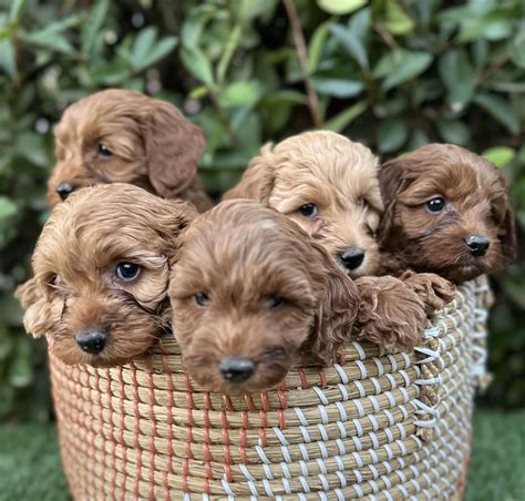 Goldendoodle & Bernedoodle Puppies for Sale | Los Angeles County