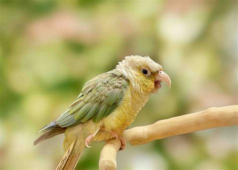 tips for parrot itching cheap 1