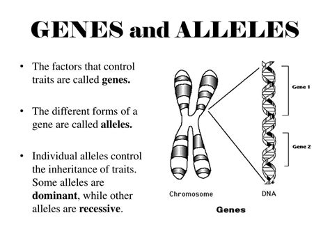 reproduction  genetics powerpoint