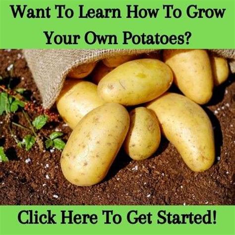 7 Key Depths To Unlock The Full Potential Of Your Spuds