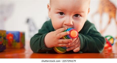 nibbles stock  images photography shutterstock