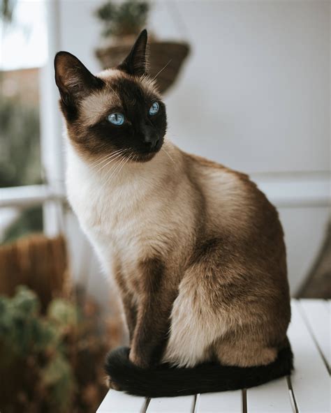 Chocolate Point Siamese Cats