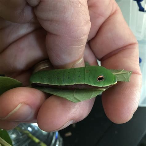 Tiny pink moths and more... - Lynnhaven River NOW