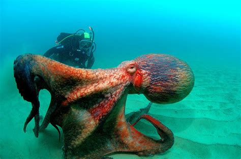 OCTOPUS PICTURES, PICS, IMAGES AND PHOTOS FOR YOUR TATTOO INSPIRATION