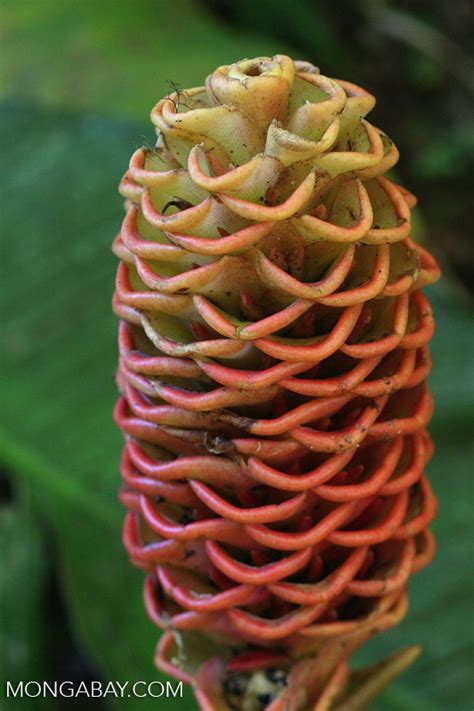 Heliconia structure