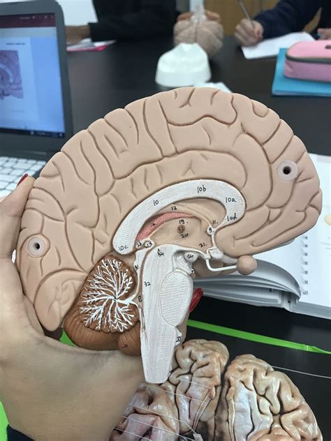 Brain Stem Diagram | Quizlet