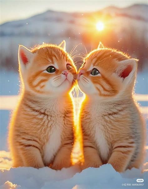 Imagens De Animal Fofo - Pin de Suranjana em Pet animals 🐕🐕🐈🐈🐇🐇🐎🐎🐒🐒 | Imagens fofas de animais ...