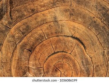 Growth Rings Tree Annual Stock Photo 1036086199 | Shutterstock