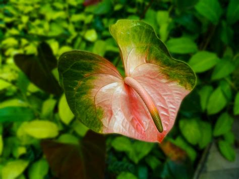 Red anthurium flower blossoming against pink background · Free Stock Photo