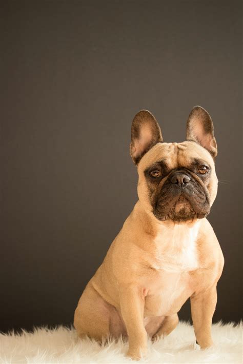 How Big Does a French Bulldog Get? Tips for a Healthy Frenchie - Frenchie Army