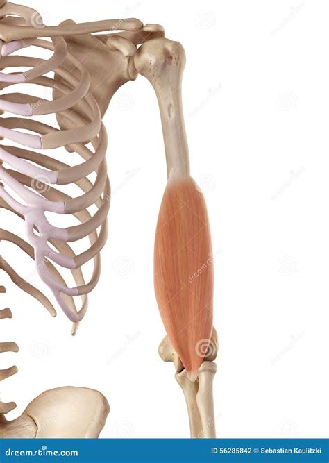 brachialis stock illustration cartoondealercom