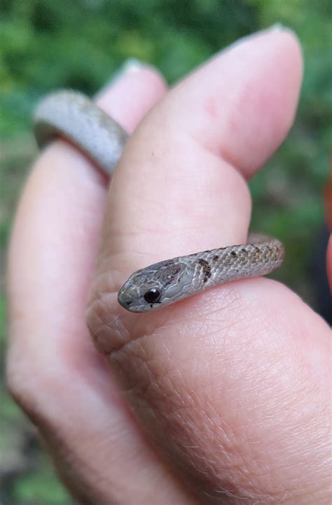 Dekay's brown snake : r/Sneks