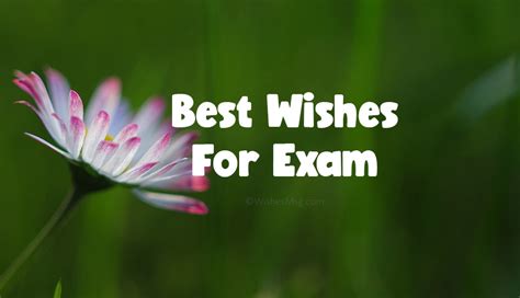 200+ Exam Wishes - Best Wishes For Exam | WishesMsg