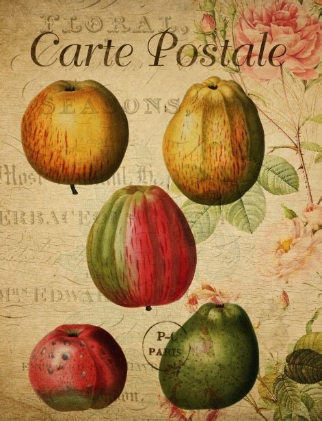 Apple Fruit Vintage Postcard Free Stock Photo - Public Domain Pictures