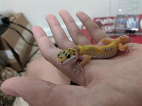 what happens if gecko weak fast 8